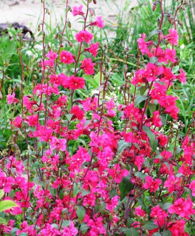 Кларкия (Clarkia elegans)