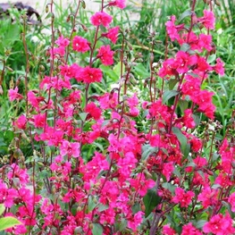 Кларкия (Clarkia elegans)