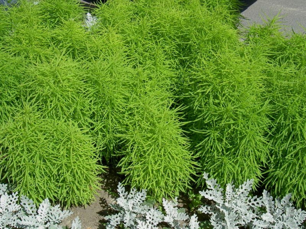 Кохия (Kochia scoparia)