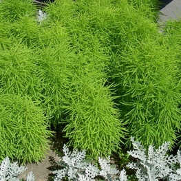 Кохия (Kochia scoparia)