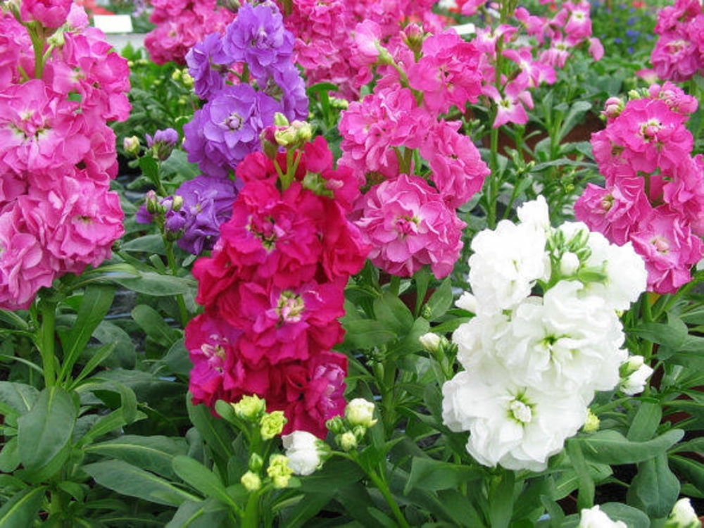 Левкой (Matthiola incana)