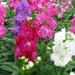 Левкой (Matthiola incana)