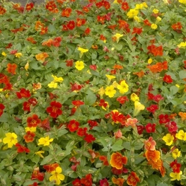Мимулюс (Mimulus hybridus)