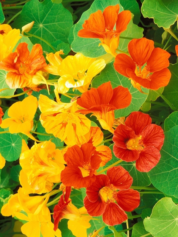 Настурция (Tropaeolum majus)