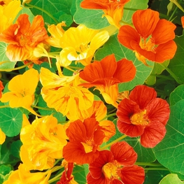 Настурция (Tropaeolum majus)