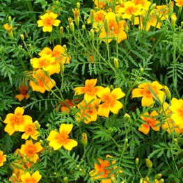 Тагетес узколистный (Tagetes tenuifolia)