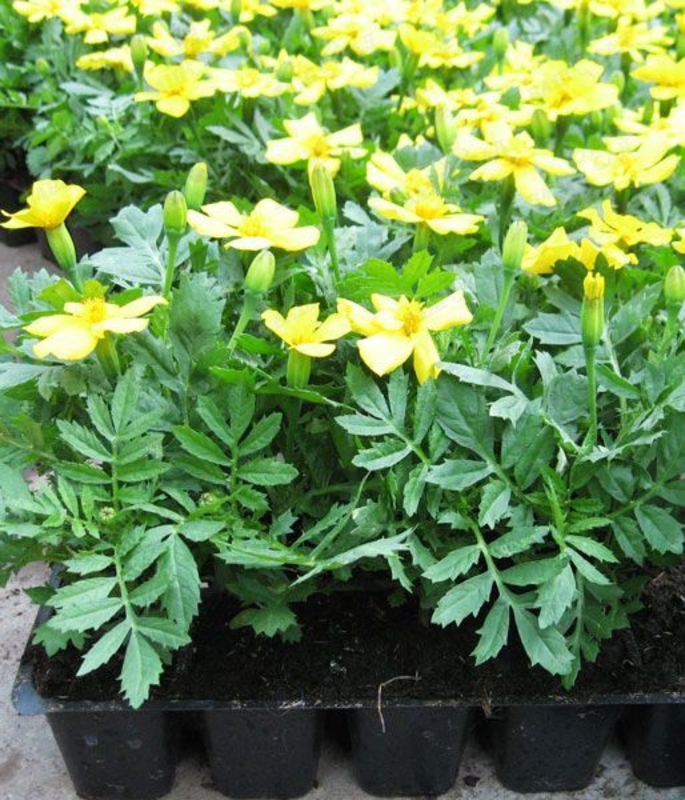 Тагетес мелкоцветковый (Tagetes patula)