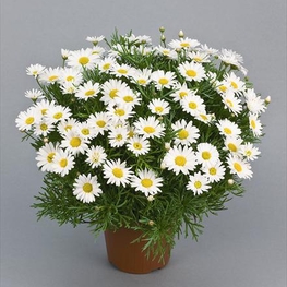 Аргирантемум "Argyanthemum"