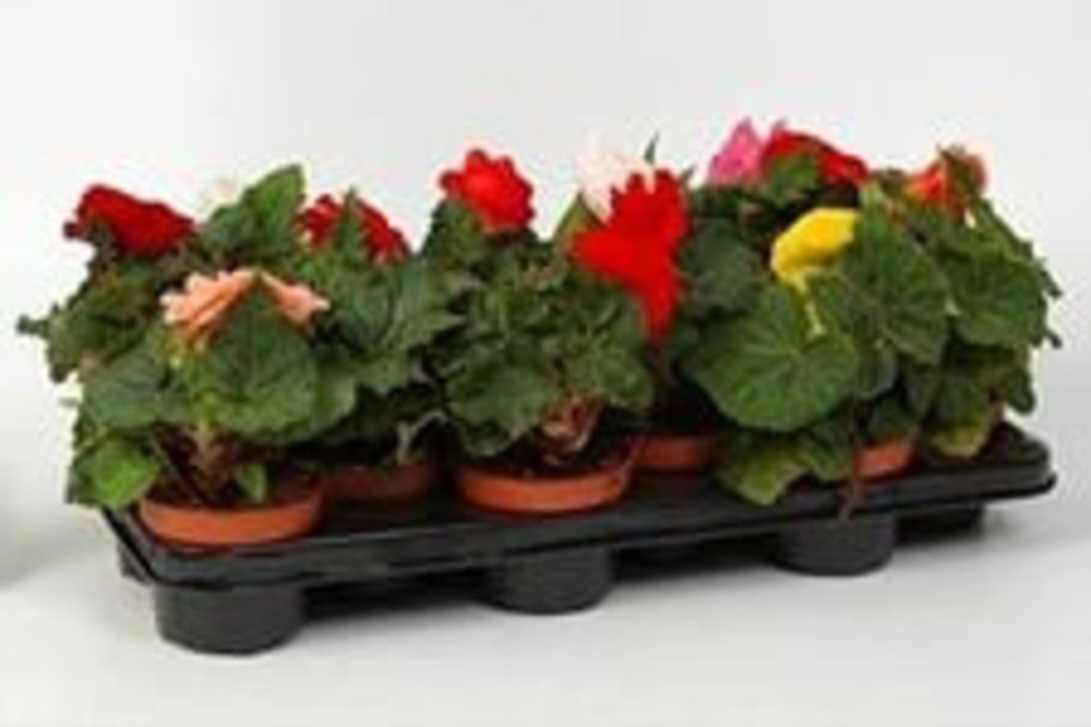 Бегония клубневая (Begonia x tuberhybrida)