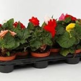 Бегония клубневая (Begonia x tuberhybrida)