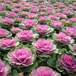 Капуста декоративная (Brassica oleracea)