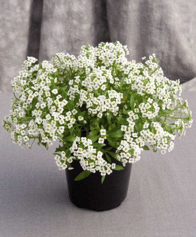 Лобулярия (Lobularia maritima)