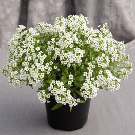 Лобулярия (Lobularia maritima)