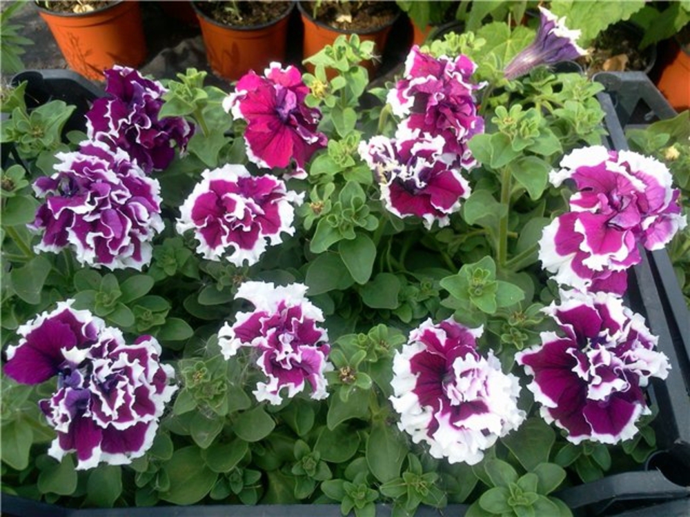 Петуния махровая (Petunia x hybrida)