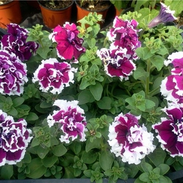 Петуния махровая (Petunia x hybrida)