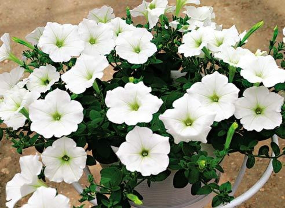 Петуния ампельная (Petunia pendula)