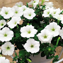 Петуния ампельная (Petunia pendula)