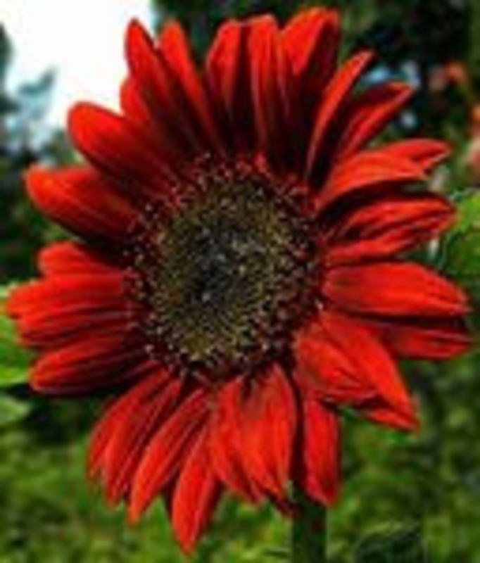 Подсолнечник низкорослый (Helianthus annuus)