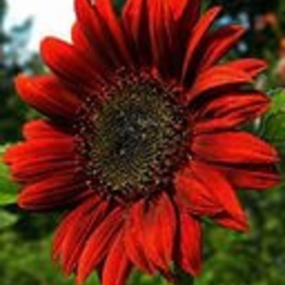 Подсолнечник низкорослый (Helianthus annuus)