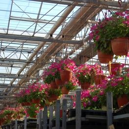 Петуния Потуния (Petunia 'Potunia')