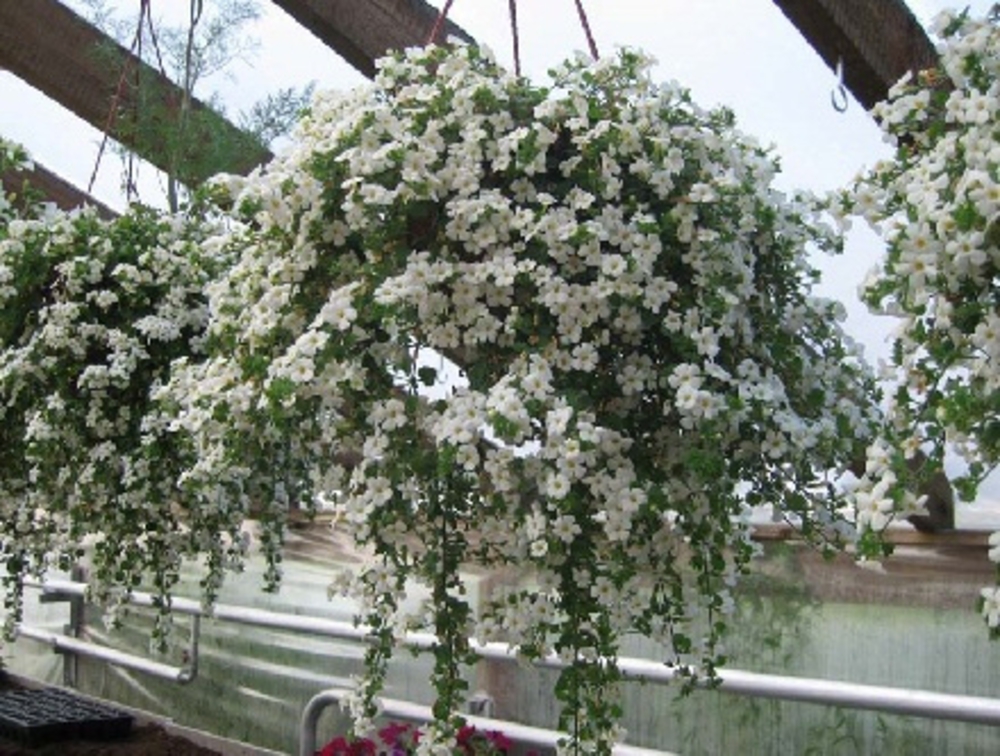 Бакопа (Sutera cordata)