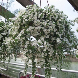 Бакопа (Sutera cordata)