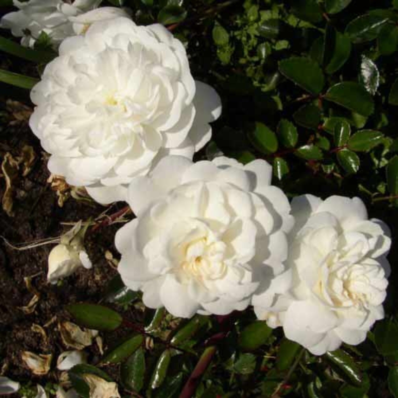 Роза почвопокровная Двоф Вайт (Rosa 'Dwarf White')