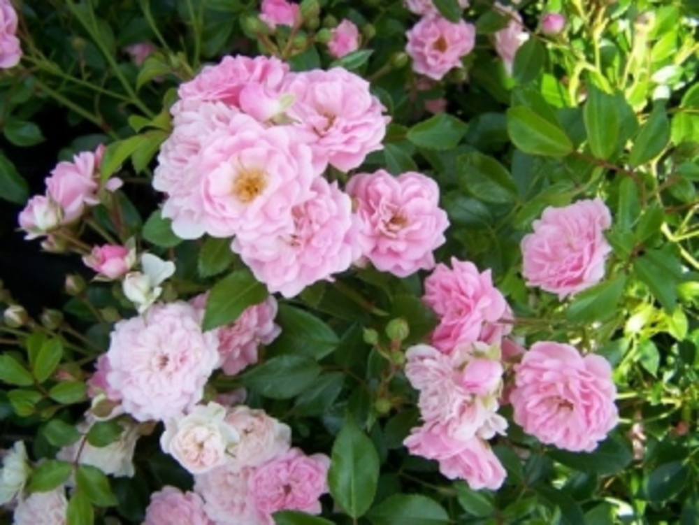 Роза почвопокровная Фэйри (Rosa 'The Fairy')