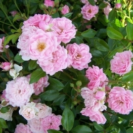 Роза почвопокровная Фэйри (Rosa 'The Fairy')