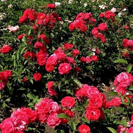 Роза почвопокровная Ред Фэйри (Rosa 'Red Fairy')