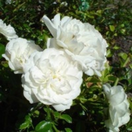 Роза почвопокровная Арктик Файр (Rosa 'Arctic Fire')