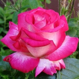 Роза чайно-гибридная Диз