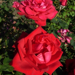 Роза чайно-гибридная Дам де Кер