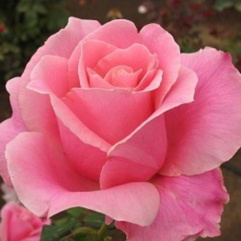 Роза чайно-гибридная Бель Анж (Rosa 'Belle Ange')