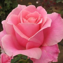 Роза чайно-гибридная Бель Анж (Rosa 'Belle Ange')