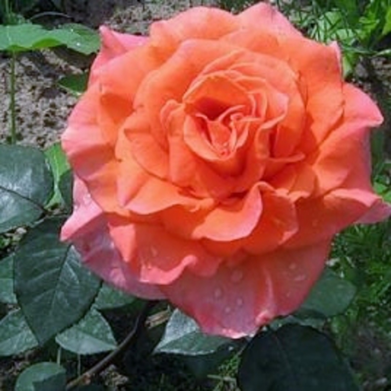 Роза чайно-гибридная Амбассадор (Rosa 'Ambassador')