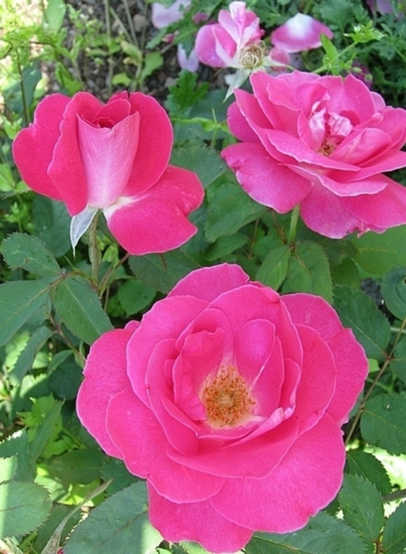 Роза канадская парковая Виннипег Паркс (Rosa 'Winnipeg Parks')