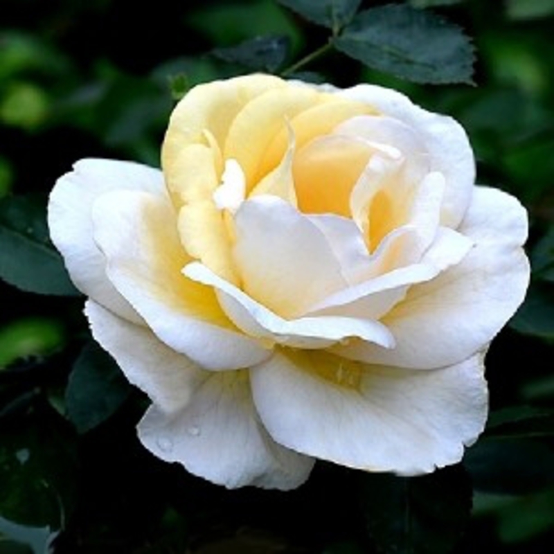 Роза канадская парковая Ж.П.Коннел (Rosa 'J.P. Connell')