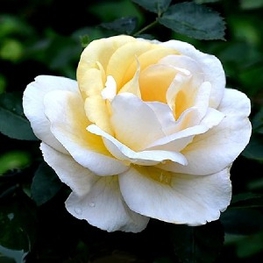 Роза канадская парковая Ж.П.Коннел (Rosa 'J.P. Connell')