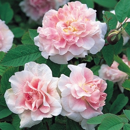 Роза канадская парковая Мартин Фробишер (Rosa 'Martin Frobisher')