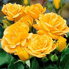 Роза флорибунда Артур Белл (Rosa 'Arthur Bell')