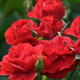 Роза флорибунда Нина Вейбул (Rosa 'Nina Weibull')