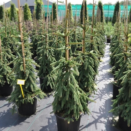 Ель обыкновенная Инверса (Picea abies 'Inversa')