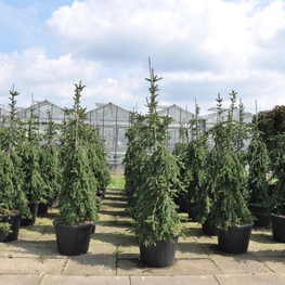 Ель обыкновенная Инверса (Picea abies 'Inversa')