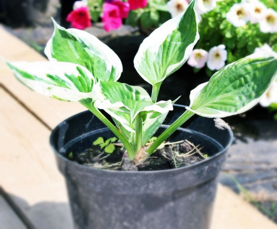 Хоста Патриот (Hosta 'Patriot')