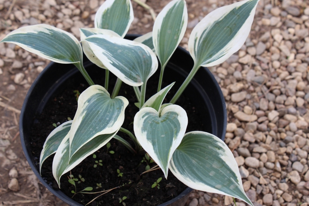 Хоста Блю Айвори (Hosta 'Blue Ivory')