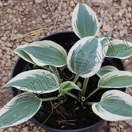 Хоста Блю Айвори (Hosta 'Blue Ivory')
