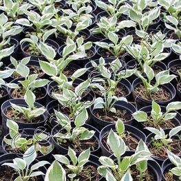 Хоста Блю Айвори (Hosta 'Blue Ivory')