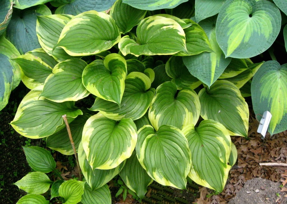 Хоста Ауреомаргината (Hosta 'Aureomarginata')