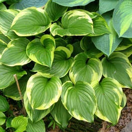 Хоста Ауреомаргината (Hosta 'Aureomarginata')